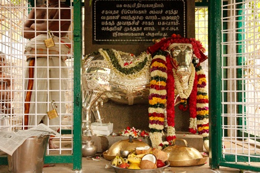 Cow-Lakshmi-2012-4.jpg