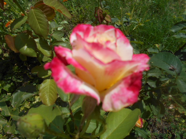DSCN2621.JPG