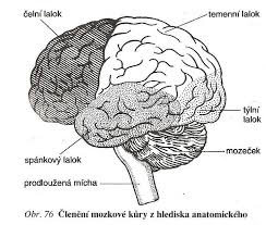 temenní lalok.jpg