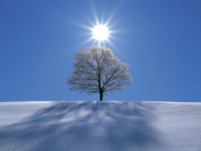 Sun-Shining-in-Blue-Sky-Over-Tree-in-Winter-Snow-Biei-Hokkaido-Japan-Photographic-Print-C13062664.jpg