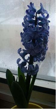 modrý hyacint.JPG