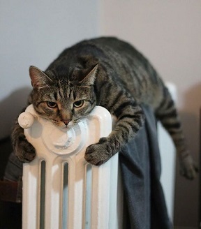 kočka na topení.jpg