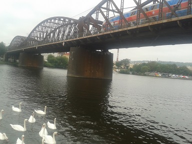 Krmení labutí na náplavce v Praze.jpg