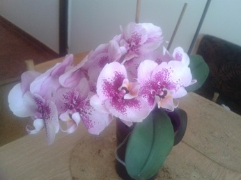 rozkvetla orchidea.jpg